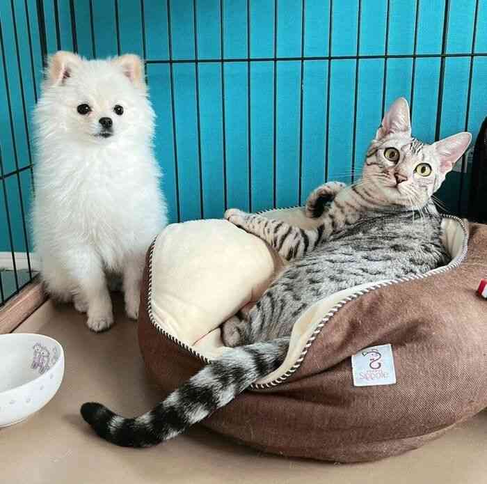 兄犬の寝床で堂々とくつろぐ猫　“何とも言えない表情”を浮かべる犬との対比にクスッ｜ねこのきもちWEB MAGAZINE