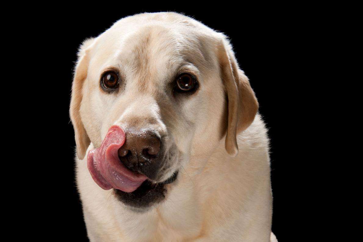 イヌやネコはなぜ死んだ飼い主を食べるのか | ナショナル ジオグラフィック日本版サイト
