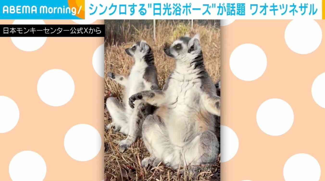 体の動きがシンクロ！“日光浴ポーズ”するワオキツネザルに「お手々広げて温める面積を増やしていて可愛い」など反響