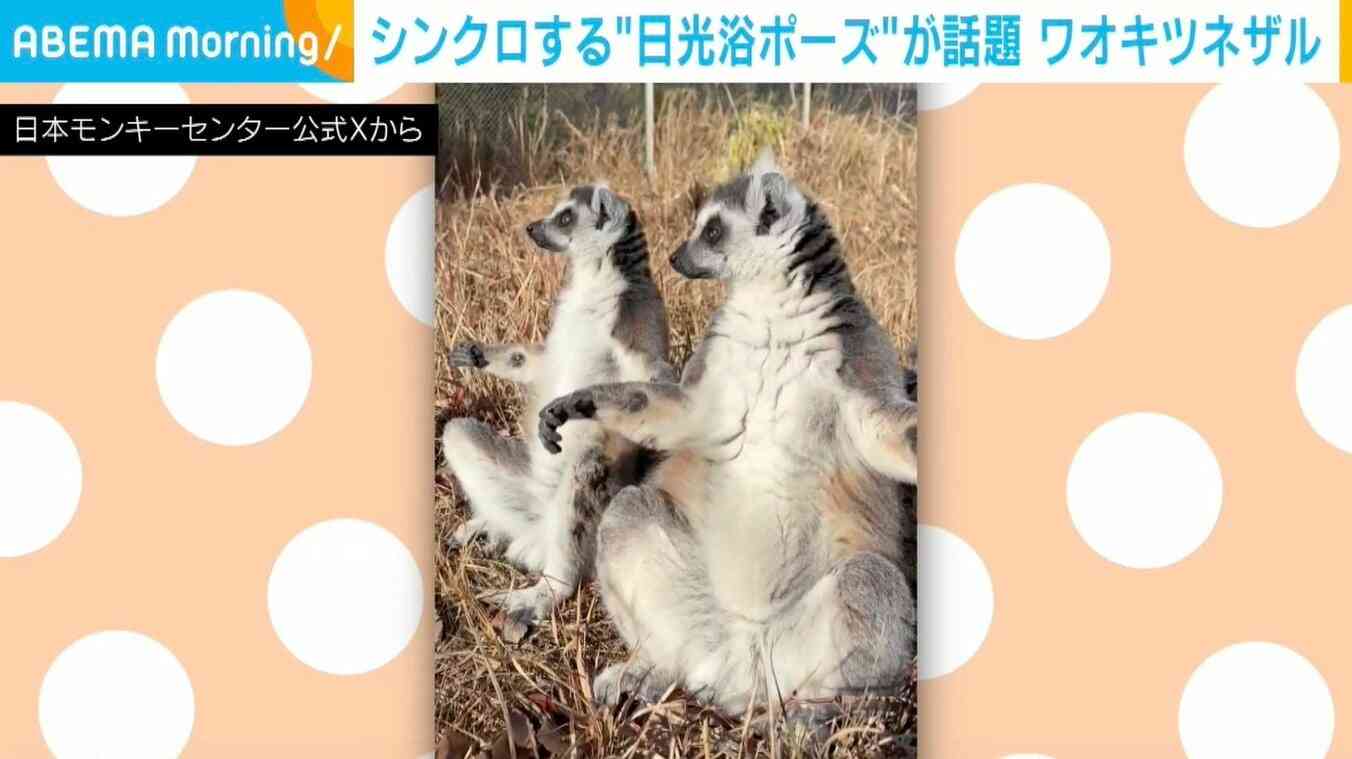 体の動きがシンクロ！“日光浴ポーズ”するワオキツネザルに「お手々広げて温める面積を増やしていて可愛い」など反響