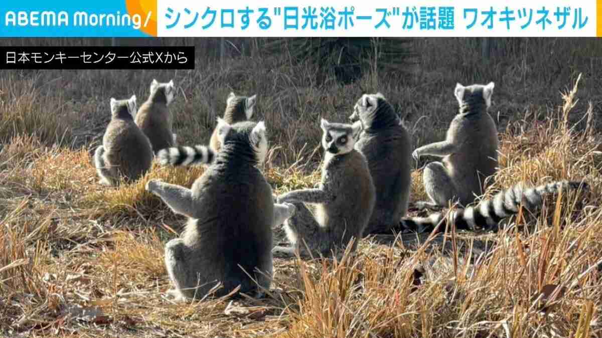 体の動きがシンクロ！“日光浴ポーズ”するワオキツネザルに「お手々広げて温める面積を増やしていて可愛い」など反響 | 話題 | ABEMA TIMES | アベマタイムズ