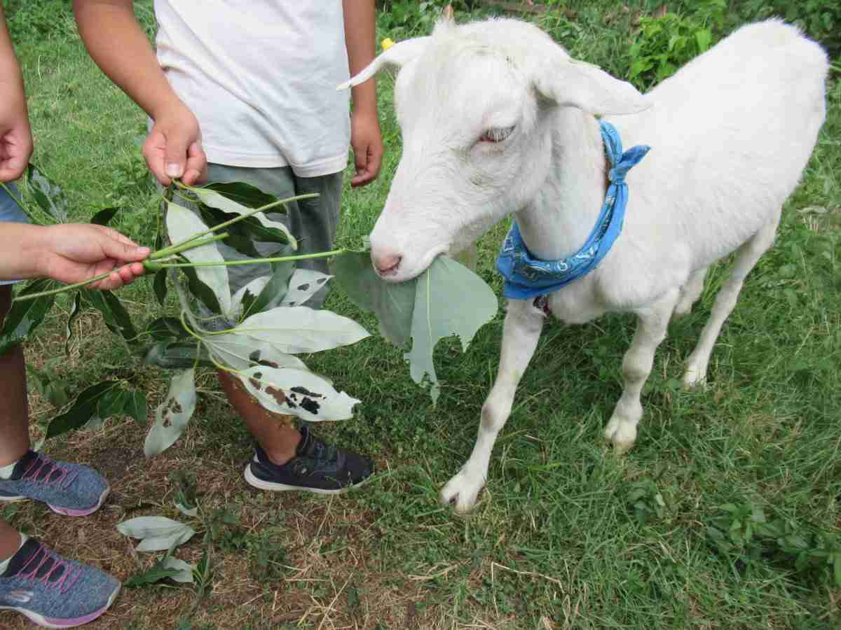 学校から“ウサギ”が消えたのは、なぜ? 動物飼育が半減した「切実な理由」とは
