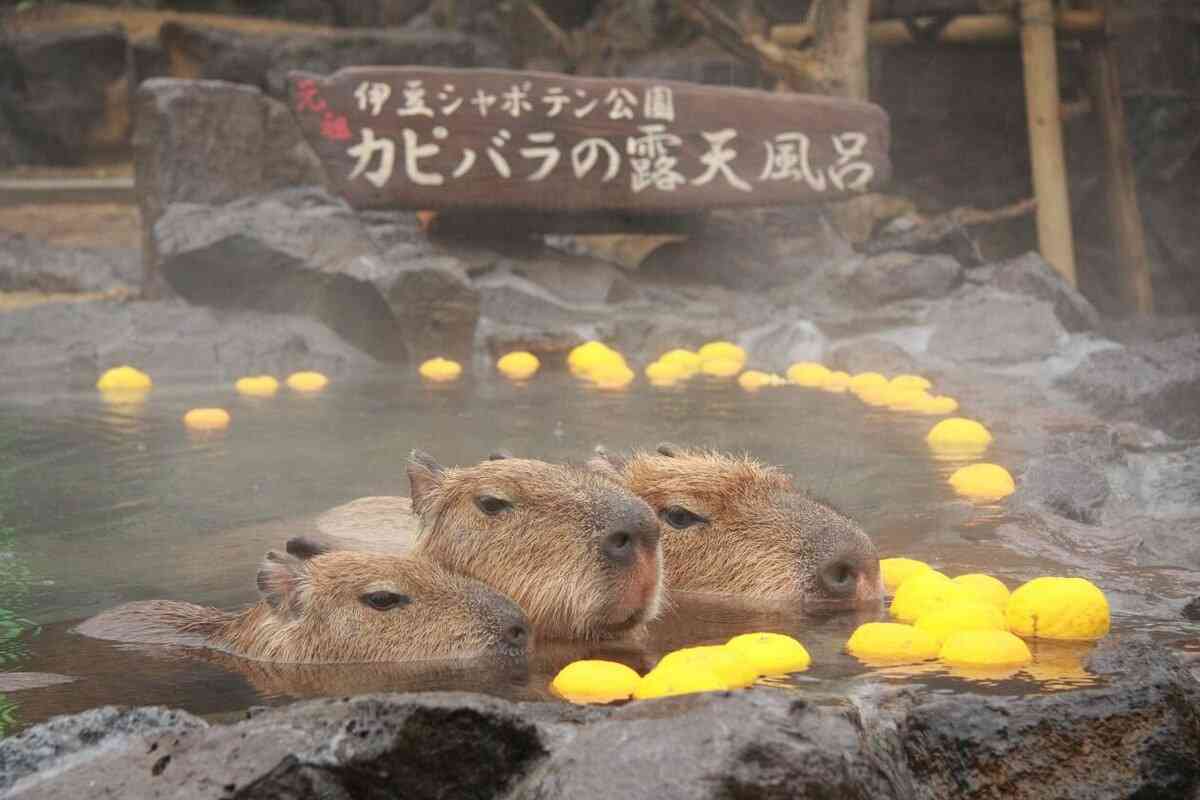 誰となら温泉いっしょに入れますか？