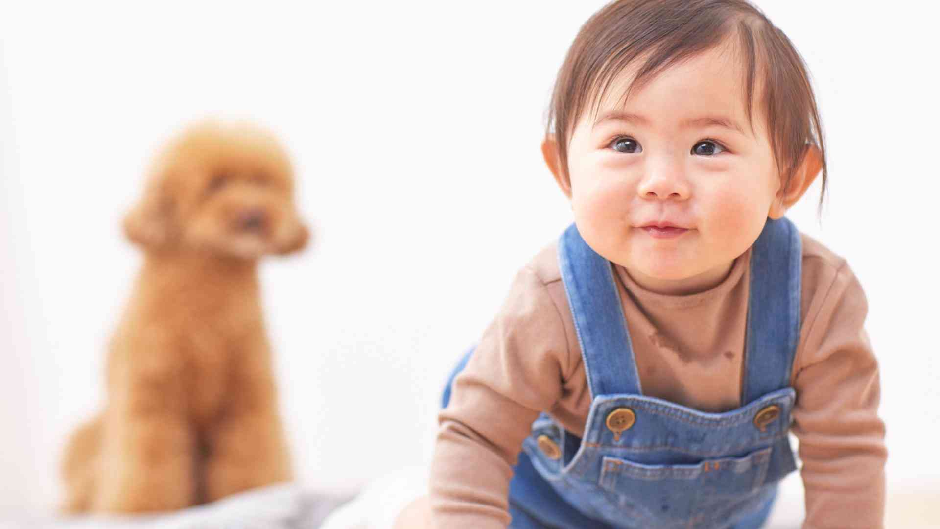 男児が犬に咬まれる　＃こどもをまもる（山中龍宏） - エキスパート - Yahoo!ニュース