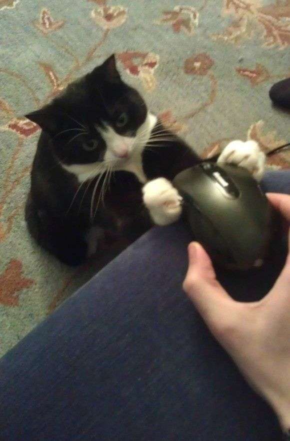 がるちゃん猫カフェ118号店開店しました♪(初めての方も大歓迎♪)