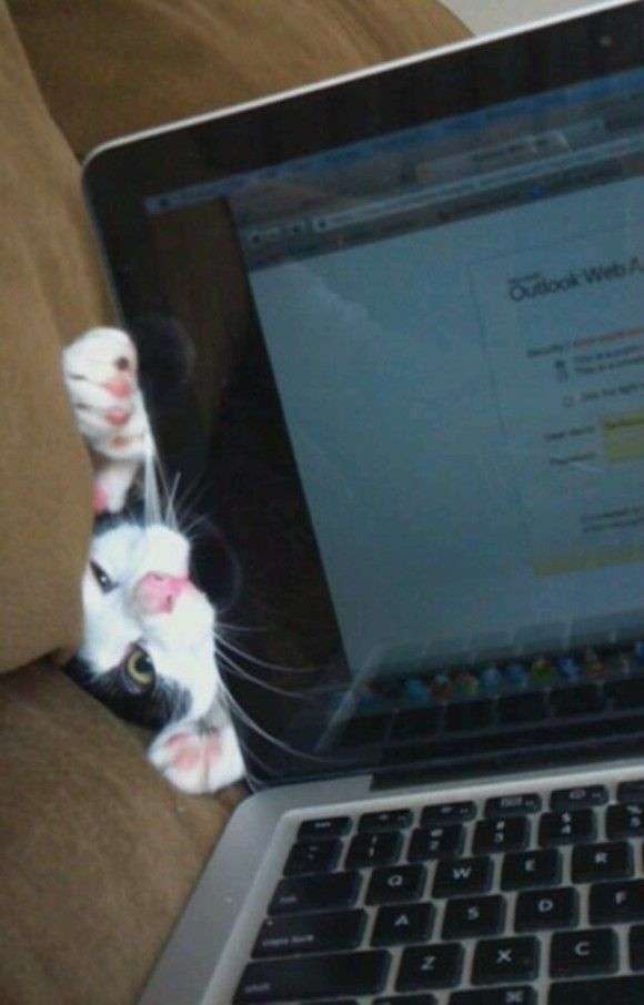 がるちゃん猫カフェ118号店開店しました♪(初めての方も大歓迎♪)