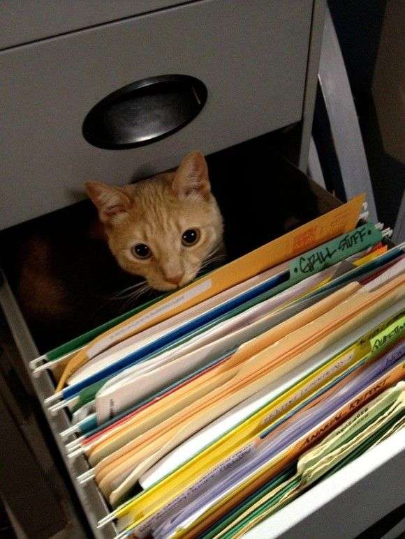 がるちゃん猫カフェ118号店開店しました♪(初めての方も大歓迎♪)