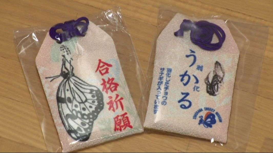 「天皇皇后両陛下ゆかりのチョウ」昆虫館で人気のお守り 受験シーズン本格化 きらびやかに輝き、羽ばたく願い（MRO北陸放送） - Yahoo!ニュース