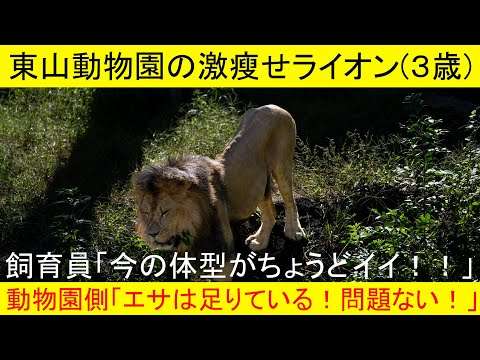 東山動物園のライオンが激瘦せ！ 多くの人の抗議も無に！