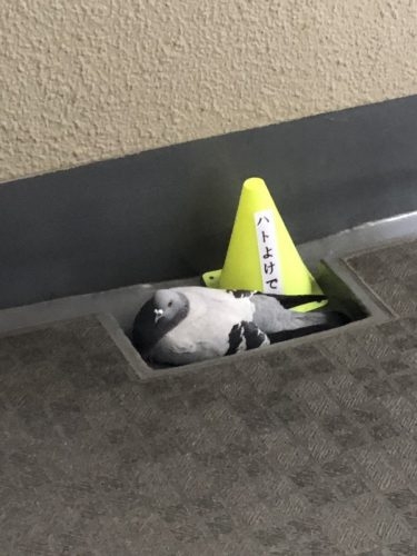 何度見ても笑ってしまう好きな写真を貼るトピ