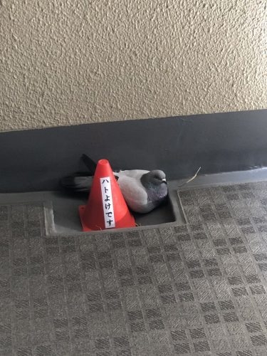 何度見ても笑ってしまう好きな写真を貼るトピ