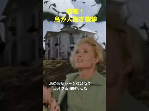 映画「鳥」1963年 #short