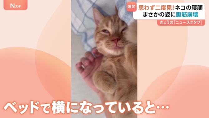 【画像】子猫の寝顔が話題 いつも添い寝の甘えん坊、ふと見た時の表情に爆笑