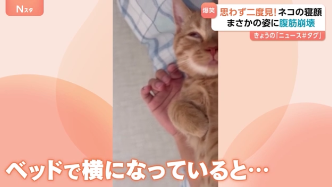 【画像】子猫の寝顔が話題 いつも添い寝の甘えん坊、ふと見た時の表情に爆笑