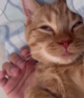 【画像】子猫の寝顔が話題 いつも添い寝の甘えん坊、ふと見た時の表情に爆笑