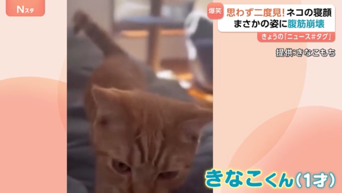 【画像】子猫の寝顔が話題 いつも添い寝の甘えん坊、ふと見た時の表情に爆笑