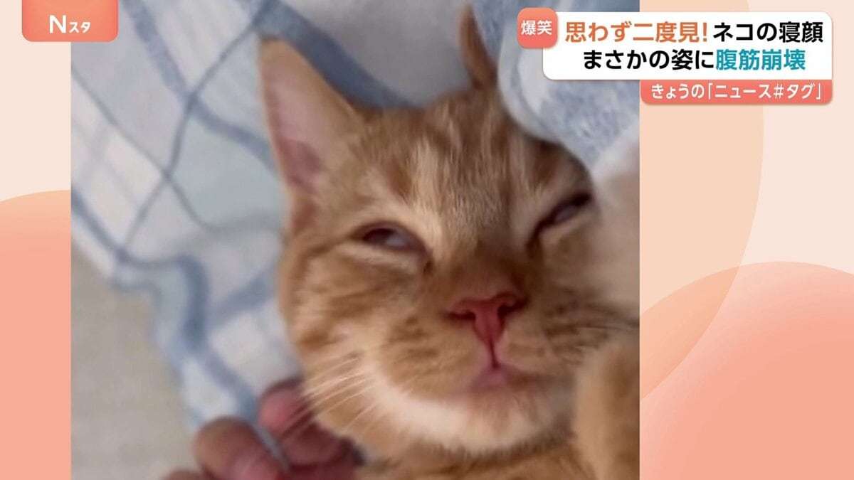 腹筋崩壊級の面白さ! 子ネコの寝顔が話題 どうしたらこの表情に!? いつも添い寝の甘えん坊 飼い主から離れない | TBS NEWS DIG (1ページ)