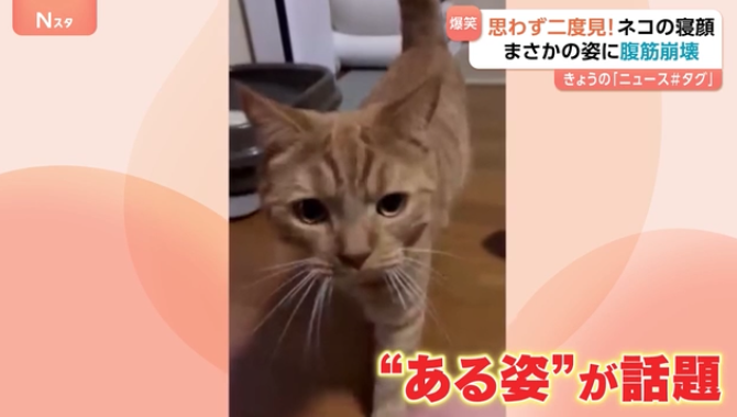 【画像】子猫の寝顔が話題 いつも添い寝の甘えん坊、ふと見た時の表情に爆笑