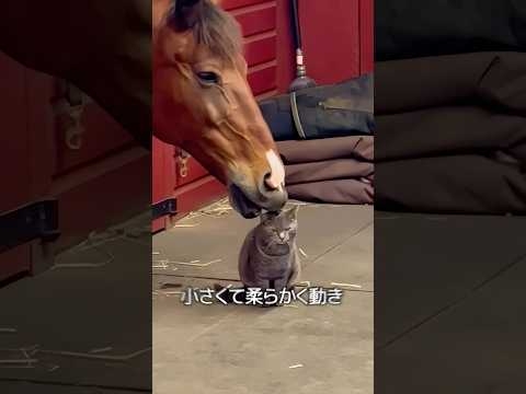 馬と猫