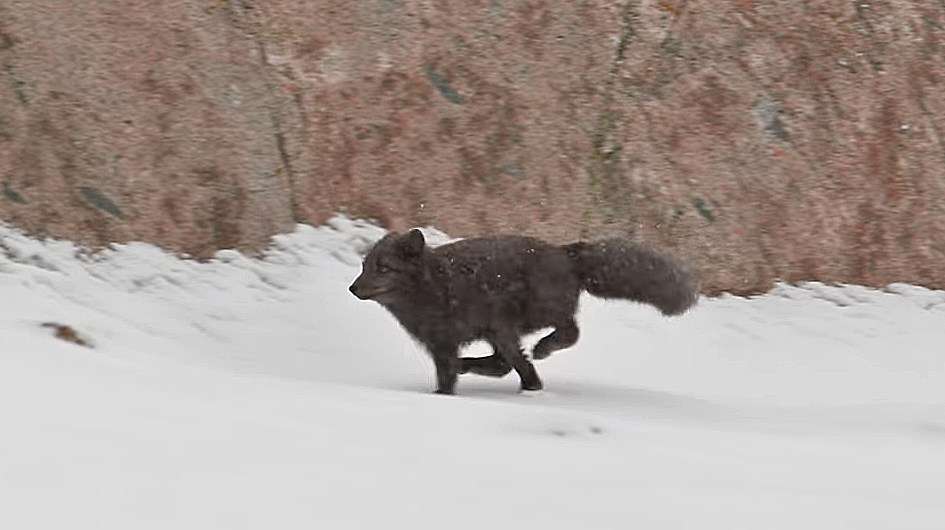 冬に白くならないホッキョクギツネが存在する