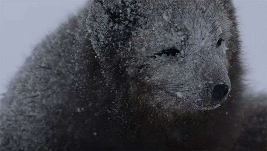 冬に白くならないホッキョクギツネが存在する