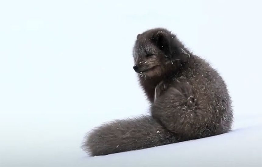 冬に白くならないホッキョクギツネが存在する