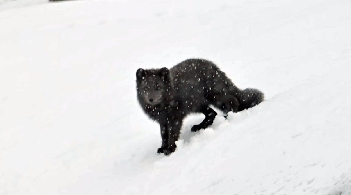 冬に白くならないホッキョクギツネが存在する | カラパイア