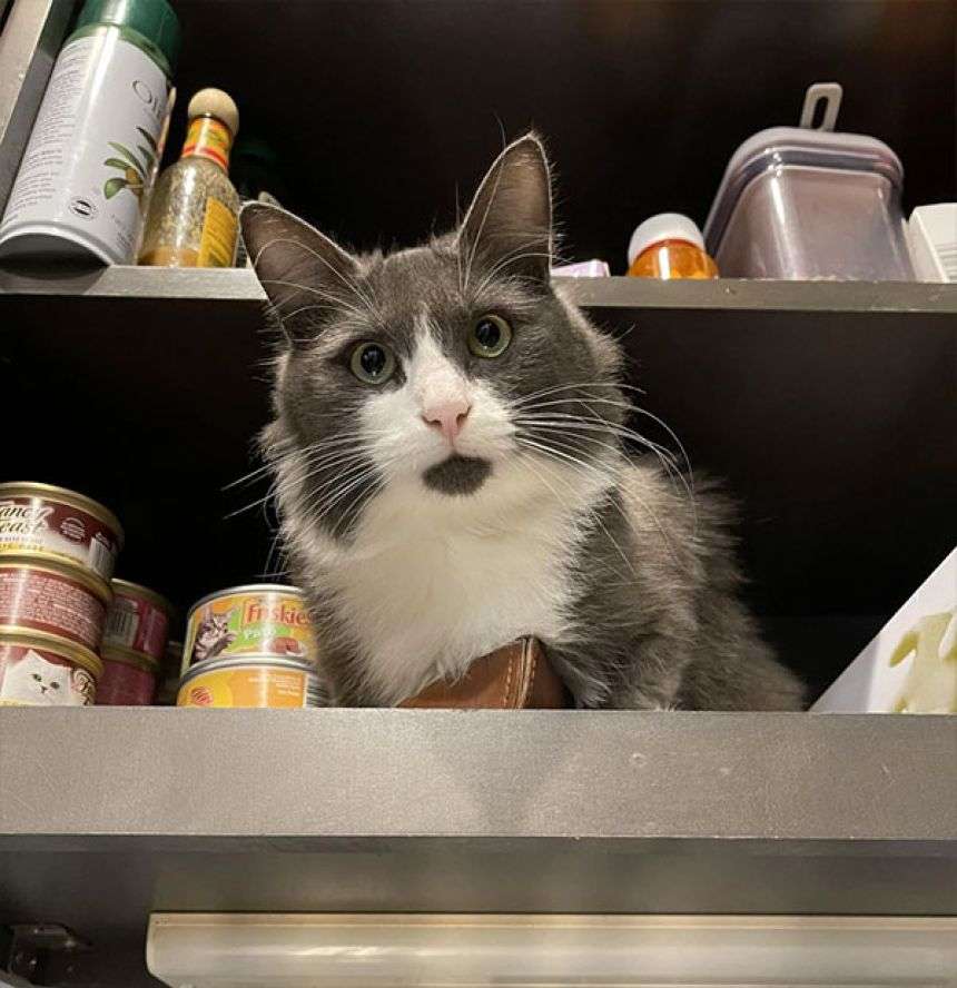 やっと来たか同居人。引っ越してすぐに玄関に現れた猫がそのまま家族に