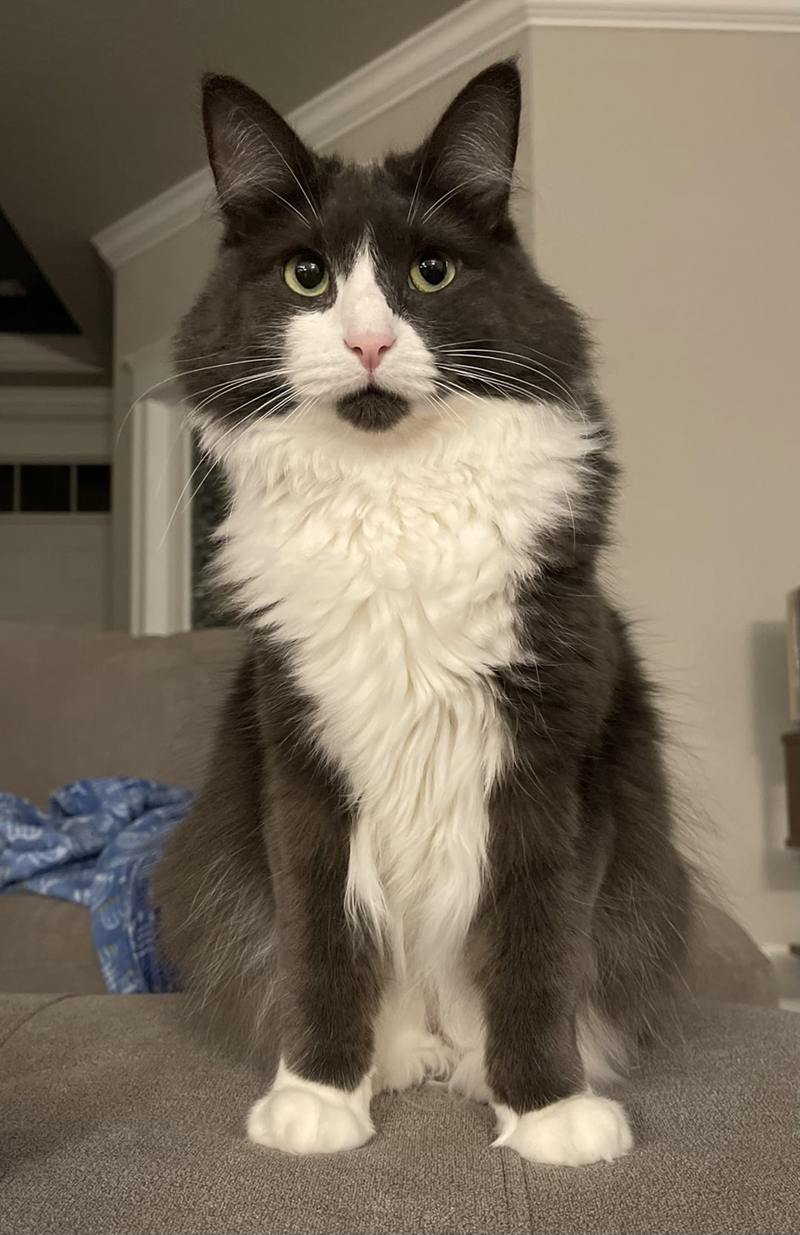 やっと来たか同居人。引っ越してすぐに玄関に現れた猫がそのまま家族に