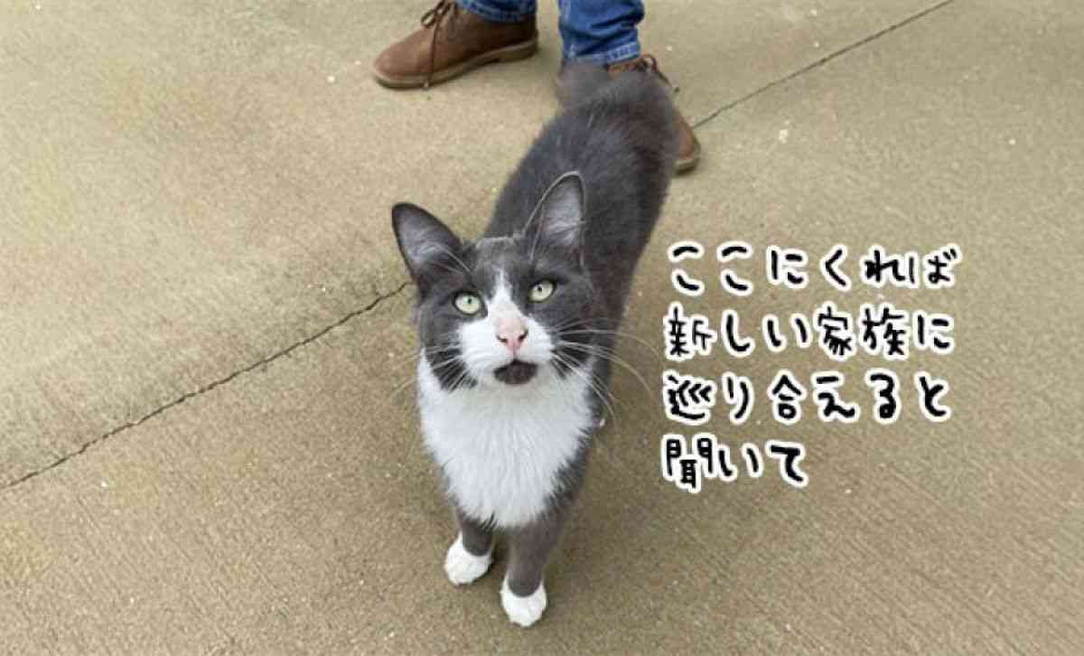 やっと来たか同居人。引っ越してすぐに玄関に現れた猫がそのまま家族に（CDS活動報告） | カラパイア