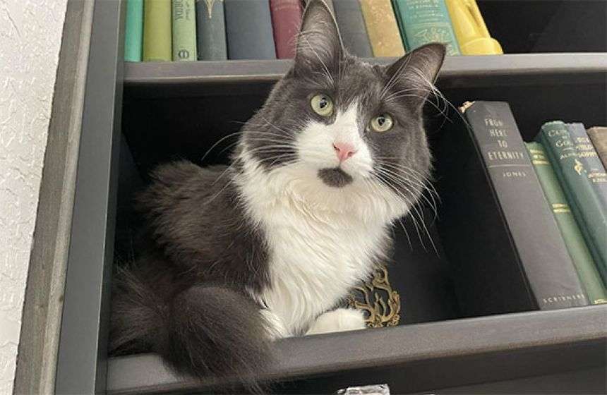 やっと来たか同居人。引っ越してすぐに玄関に現れた猫がそのまま家族に