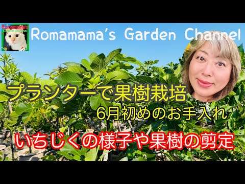 【プランターで果樹栽培】くだものの木を小さく育てるため剪定しました　#桃栽培　#いちじく栽培