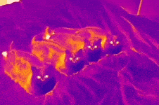 【生理現象】今どき若者、《外でオナラする》 ことをどう思っているのか？　男女どちらが “よくしてる” かも判明