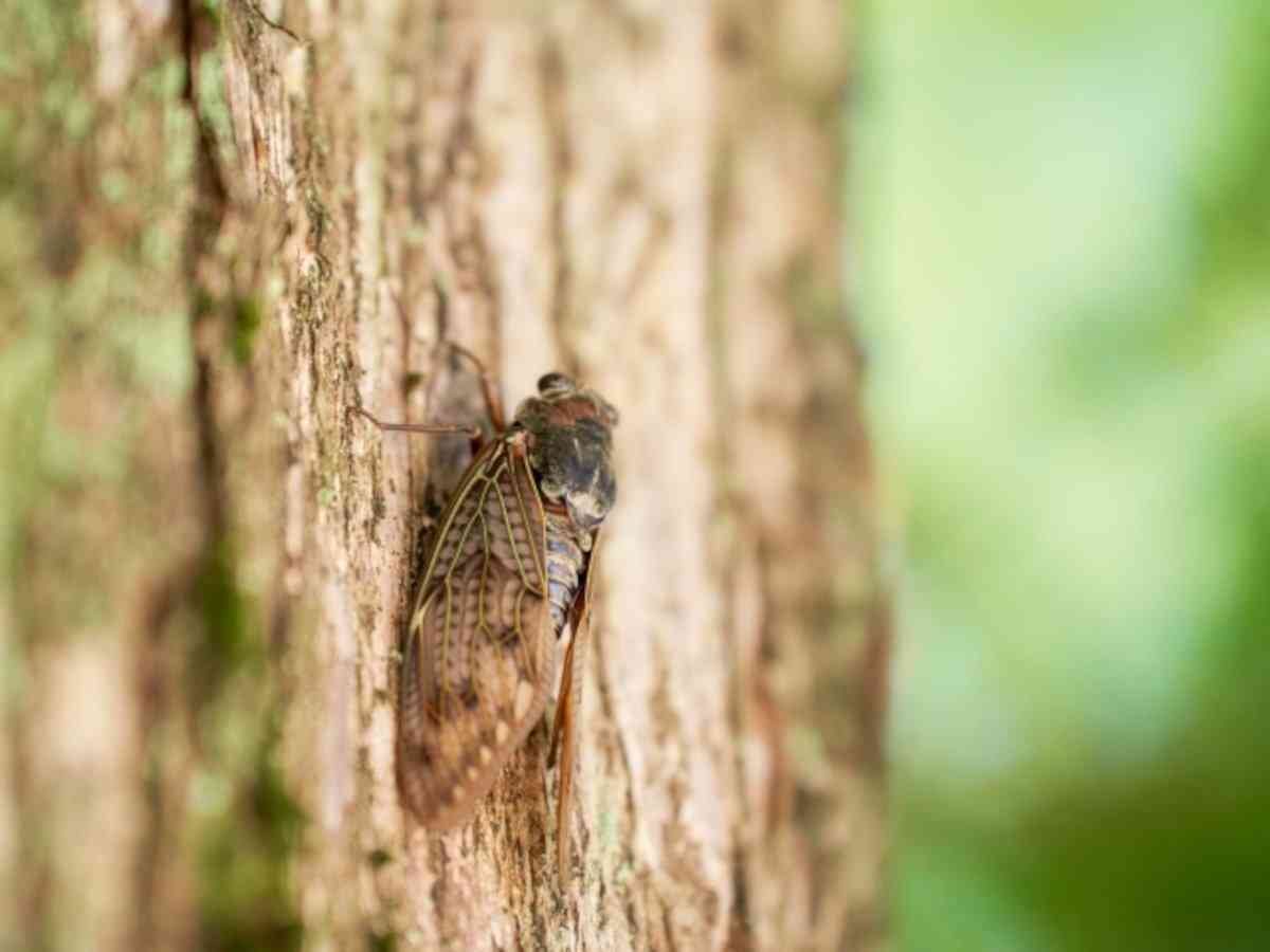 「昭和の方がよかったこと」ランキング、