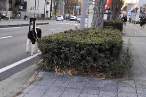 平塚で脱走のポニー、性格は「のんびりマイペース」　名前は「東風」