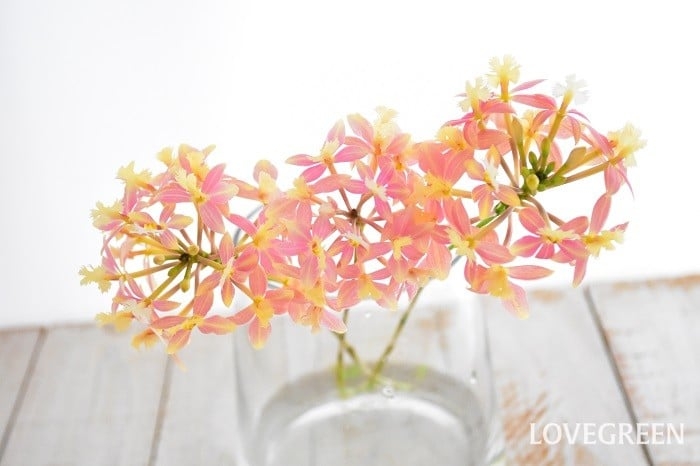 エピデンドラムの花言葉｜種類、特徴、色別の花言葉 | LOVEGREEN(ラブグリーン)
