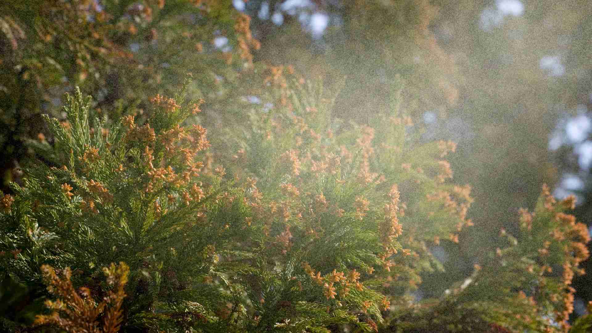 2026年の花粉シーズンは長くなる？気候変動で変わるかもしれない飛散時期と対策 #エキスパートトピ（堀向健太） - エキスパート - Yahoo!ニュース