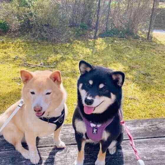 犬がほかの動物にやさしい理由 犬の愛情深さと仲間意識の背景（いぬのきもち WEB MAGAZINE） - Yahoo!ニュース