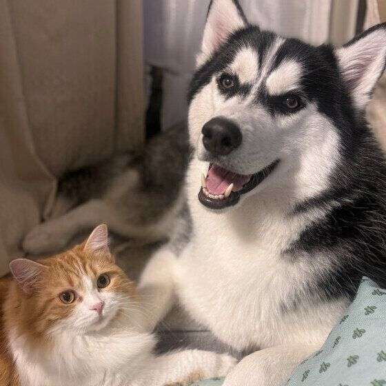 犬がほかの動物にやさしい理由 犬の愛情深さと仲間意識の背景