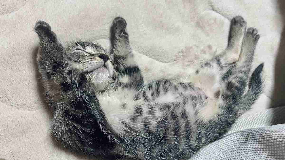 がるちゃん猫カフェ118号店開店しました♪(初めての方も大歓迎♪)