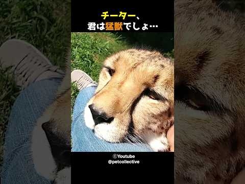 チーター、君は猛獣でしょ…