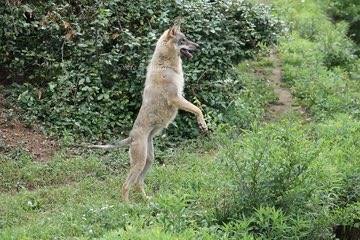 【画像】多摩動物公園が檻の外に出たオオカミについて報告→”脱走から戻ってきた飼い犬”と同じ表情で話題に「充実した顔してて草」