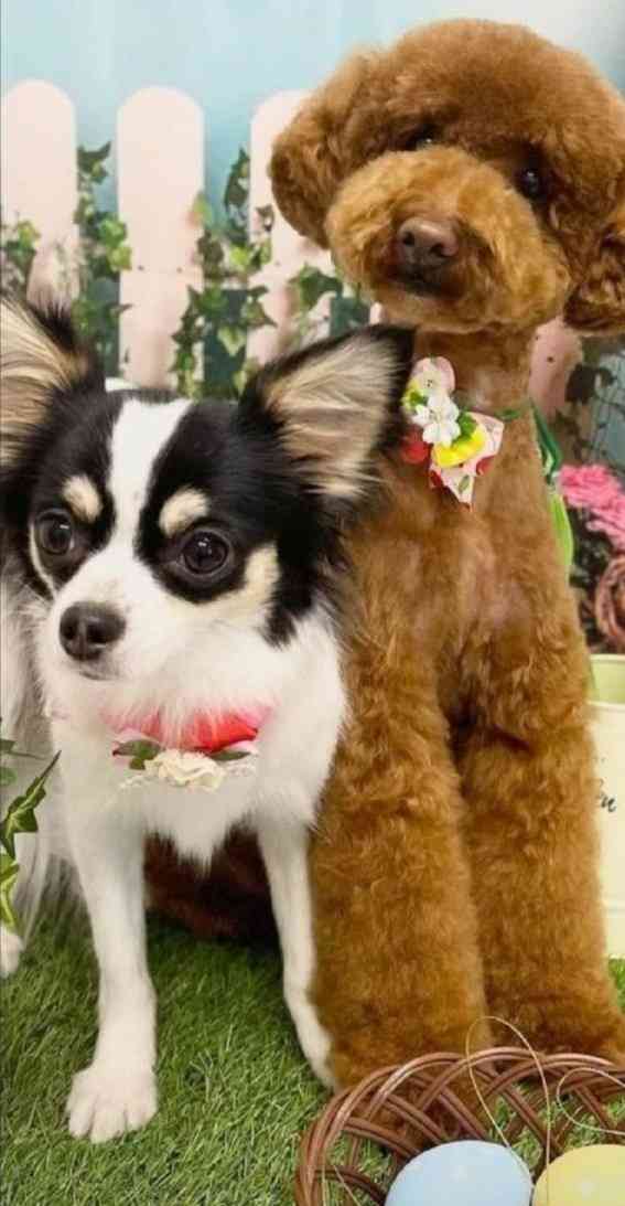 飼い犬自慢大会