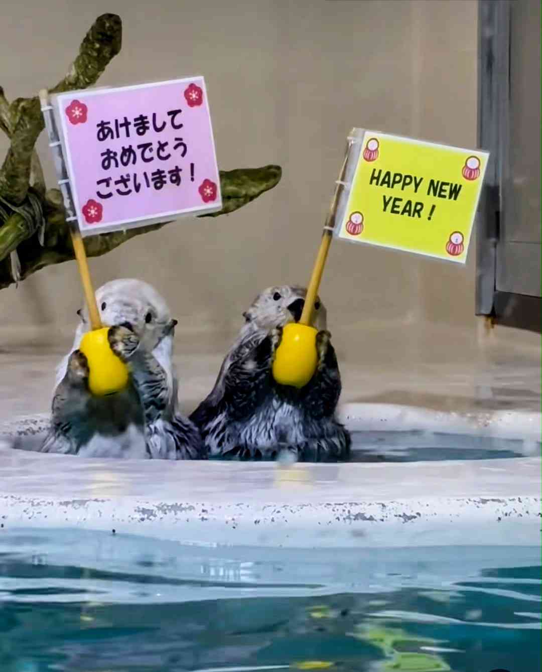 【イチオシ】カワイイ画像&GIF集💖【悶】