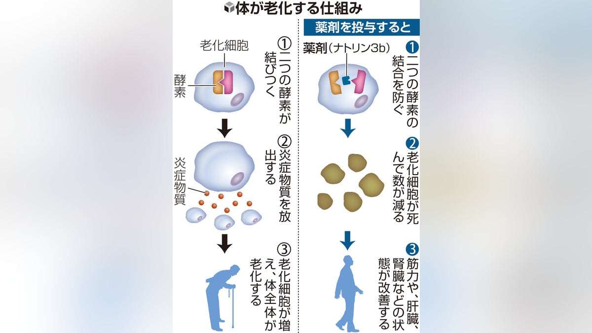 老化細胞 を体から 除去 できる薬、 京都大学 などの 研究チーム が マウス実験で発見…  筋力 や 内臓 の状態が改善 : 読売新聞