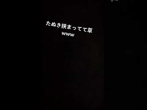 狸挟まった。