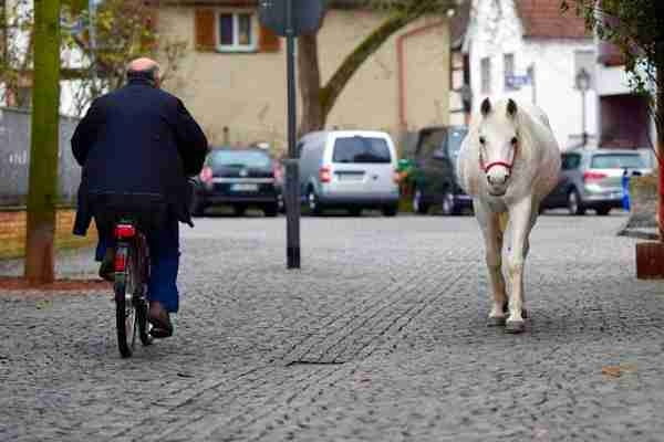 飼い主が乗れなくなり…14年間毎朝ひとりで街を散歩する馬