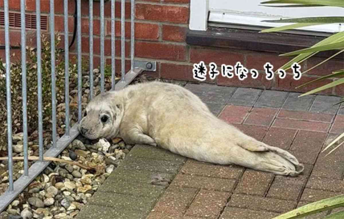 住宅街の玄関に迷子のアザラシがちょこん。郵便配達員が発見し無事保護 | カラパイア