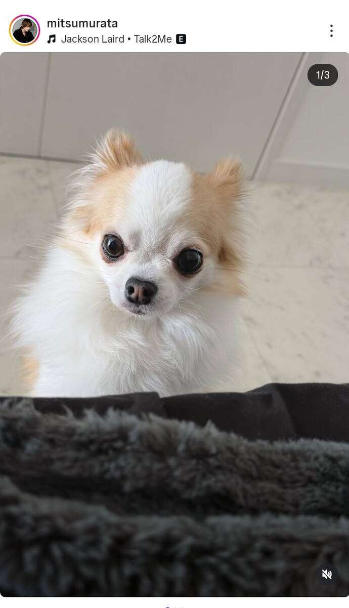 村田充　元妻・神田沙也加さんの愛犬と「いつも一緒に寝ている」愛くるしい姿を公開…引き取って生活 - スポーツ報知
