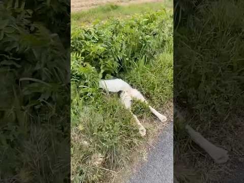 Huskies operate on a different wavelength to every other breed ?❤️